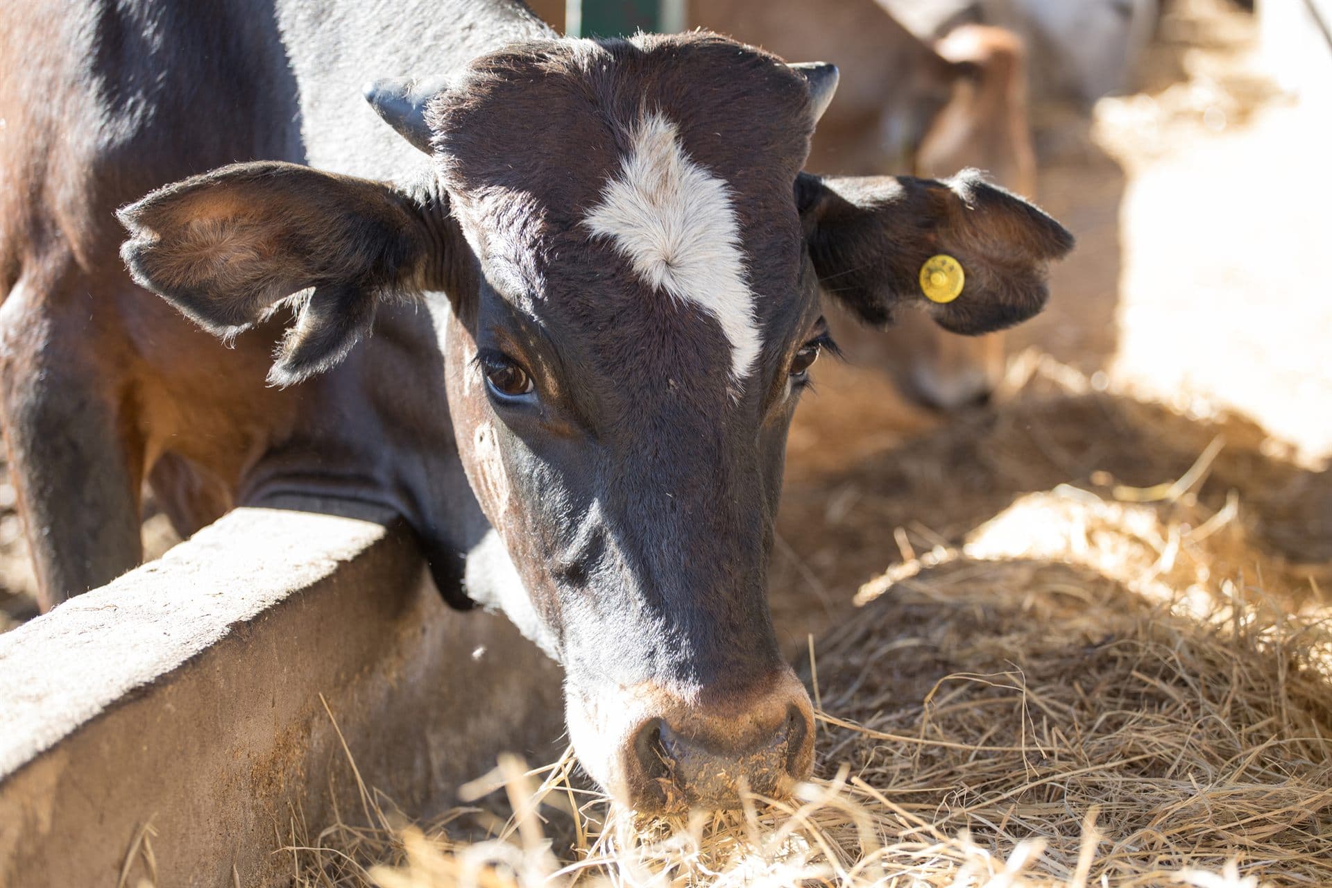 Close de vaca no cocho com brinco amarelo de identificação visível na orelha, cada animal identificado é um animal rastreado no app.