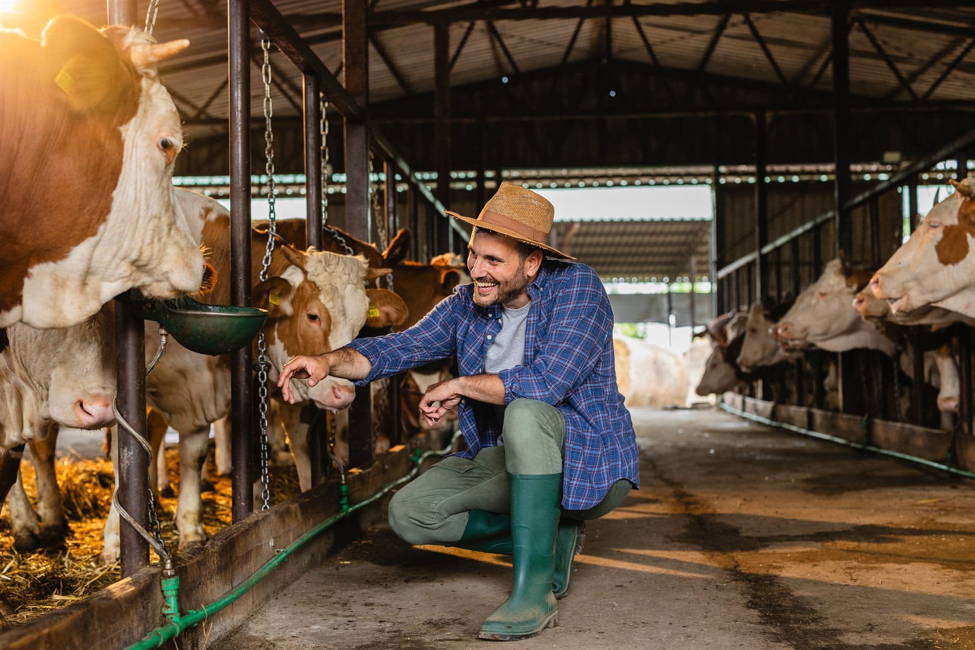 Veterinário agachado alimentando vacas em barracão, feito por quem conhece o dia a dia do campo.