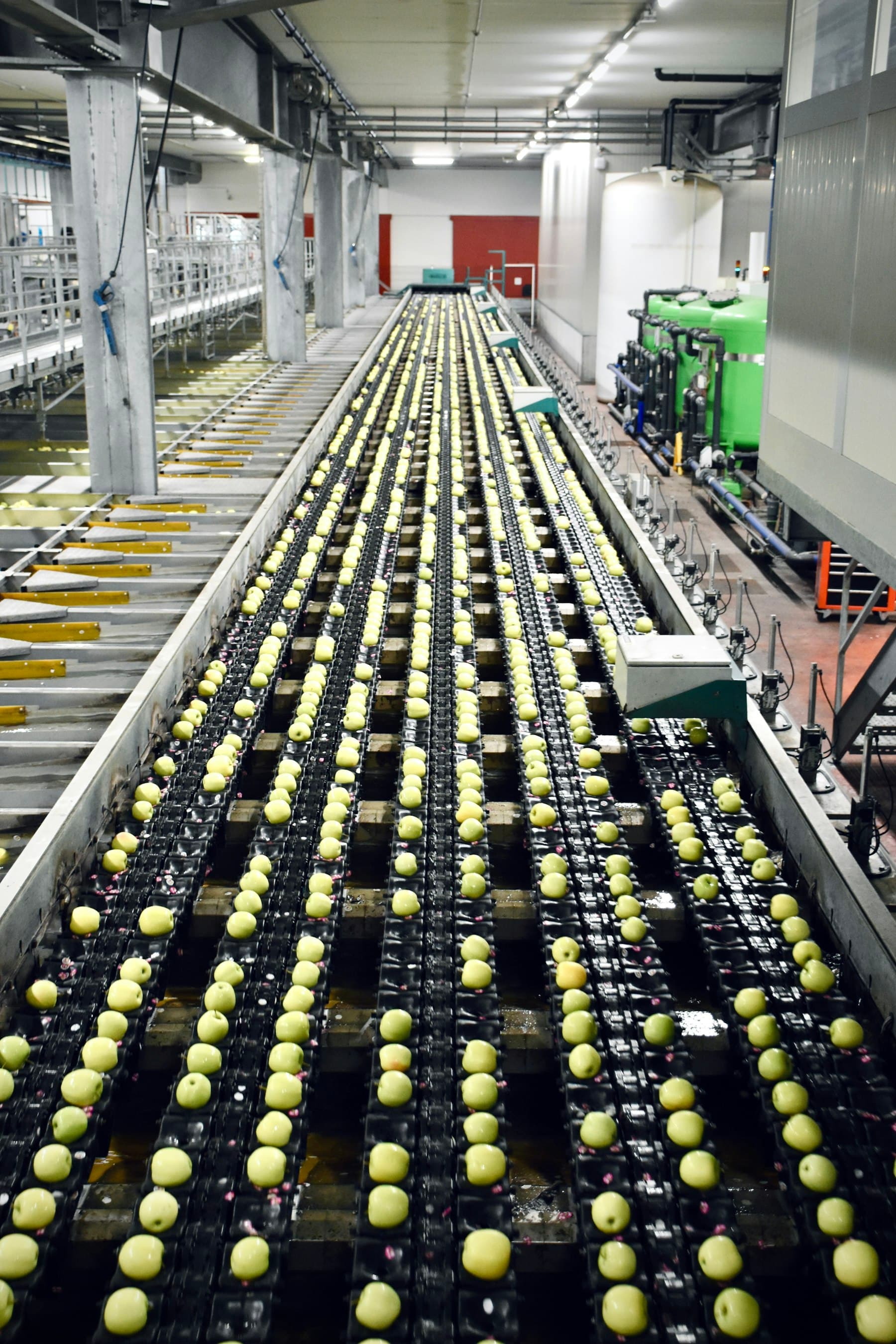 Esteira longa de seleção de maçãs vista de cima, com várias fileiras de frutas em movimento