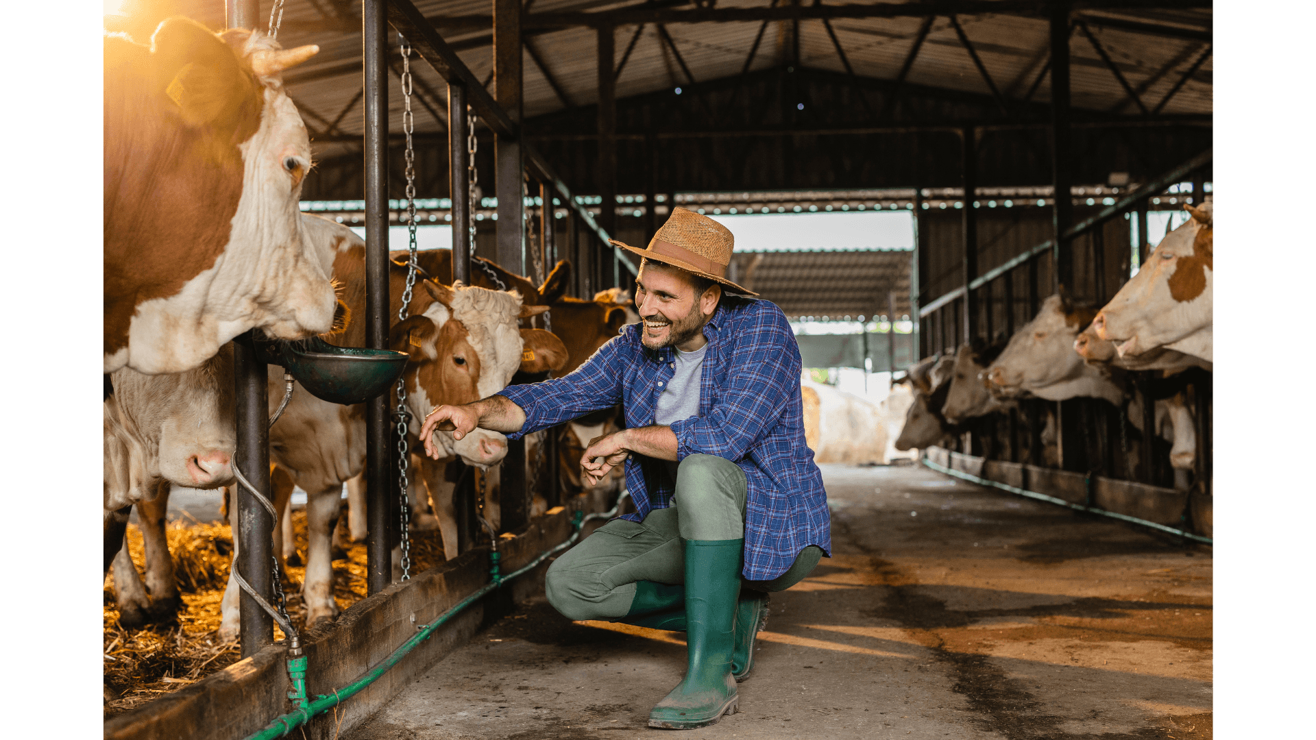 Produtor agachado ao lado das vacas no estábulo, cuidando do rebanho